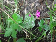 Geranium nepalense thunbergii
