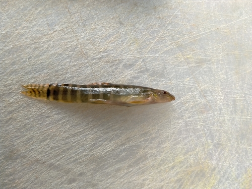 Denisons bermpje (Nemacheilus denisoni) — Nemacheilidae — 5