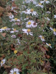 Symphyotrichum
