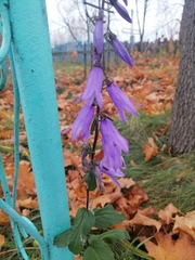 Campanula rapunculoides