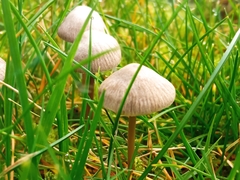 Mycena olivaceomarginata