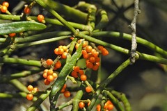 Phoradendron quadrangulare