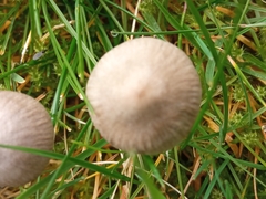 Mycena olivaceomarginata