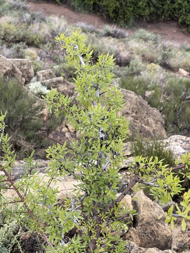 Forestiera pubescens