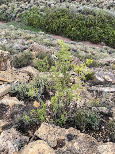 Forestiera pubescens