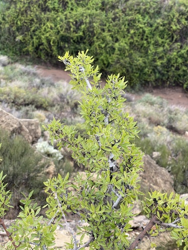 stretchberry (Forestiera pubescens)