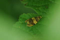 Celypha aurofasciana