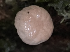 Marasmiellus dendroegrus