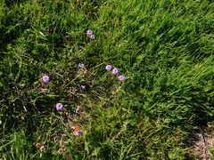 Glandularia dissecta