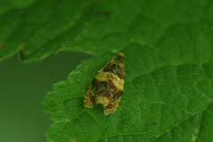 Celypha aurofasciana