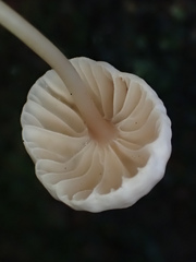 Marasmiellus dendroegrus