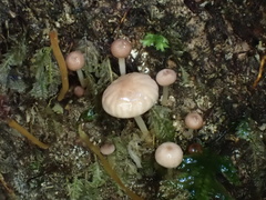 Marasmiellus dendroegrus