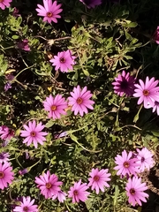 Dimorphotheca jucunda