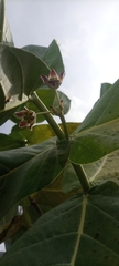 Calotropis procera image