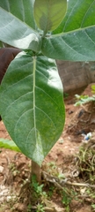 Calotropis procera image