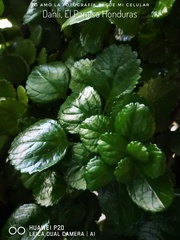 Plectranthus verticillatus