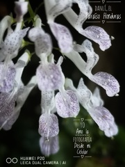 Plectranthus verticillatus