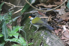 Arremon flavirostris