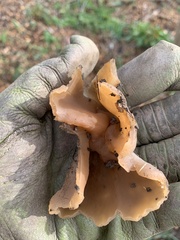 Guepinia helvelloides