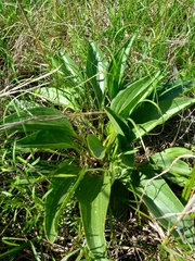 Arnoglossum plantagineum