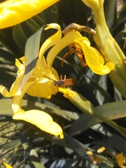 Polistes billardieri