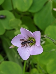 Anthrenoides
