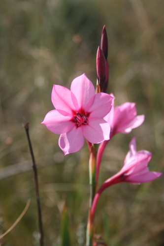 Image of Watsonia strictiflora by (c) Jacques van der Merwe, some rights reserved (CC BY-SA)