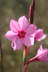 Watsonia strictiflora