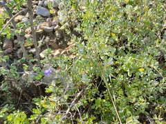 Salvia thymoides