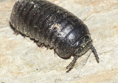 Oniscomorpha