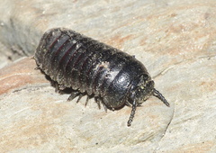 Oniscomorpha