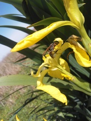 Polistes billardieri