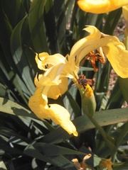 Polistes billardieri