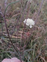 Scabiosa ochroleuca