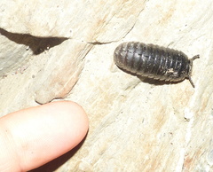 Oniscomorpha