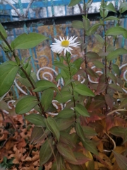 Symphyotrichum