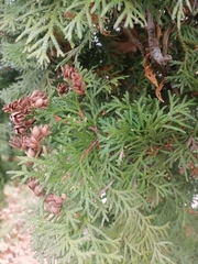 Thuja occidentalis