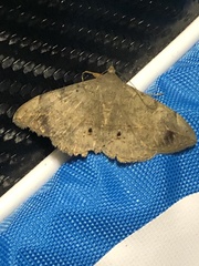 Anticarsia gemmatalis