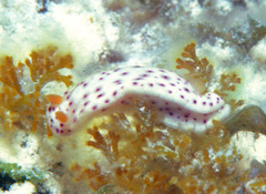 Chromodoris aspersa