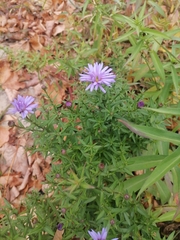 Symphyotrichum
