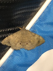 Anticarsia gemmatalis