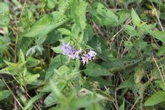 Solanum dulcamara