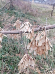 Acer negundo