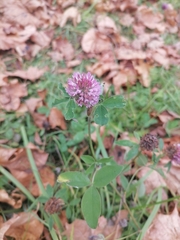 Trifolium pratense