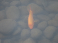 Amphilophus labiatus