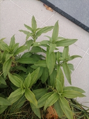 Saponaria officinalis