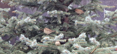 Passer domesticus
