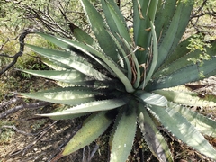 Agave peacockii