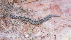 Vipera latastei