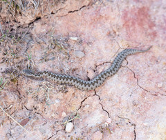 Vipera latastei